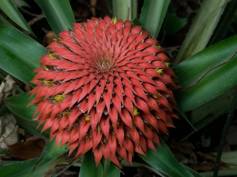 bromeliacea pianta