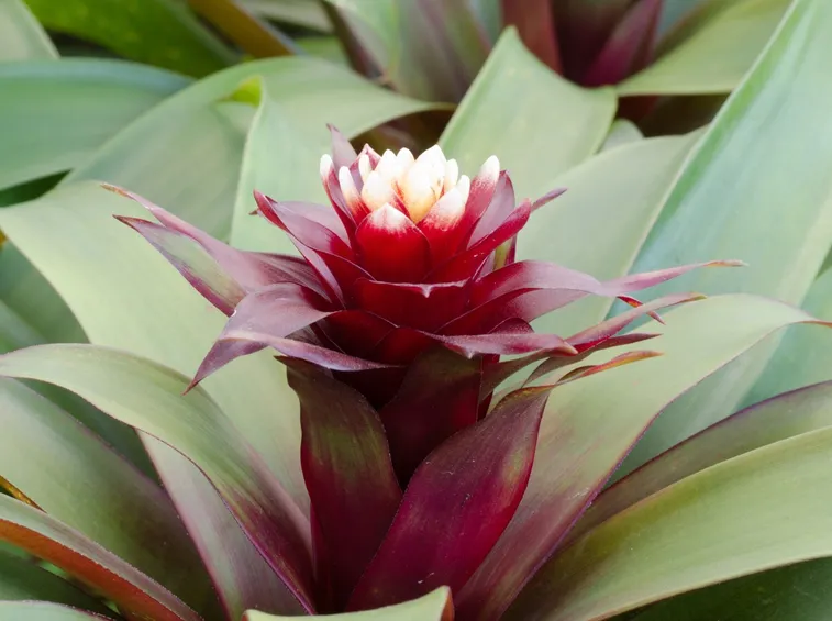 bromeliaceae