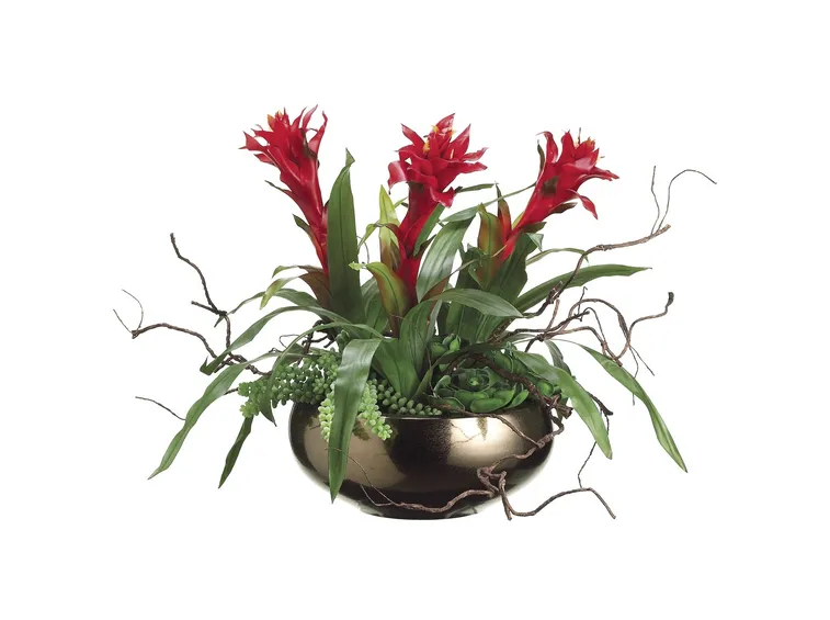 bromeliaceae