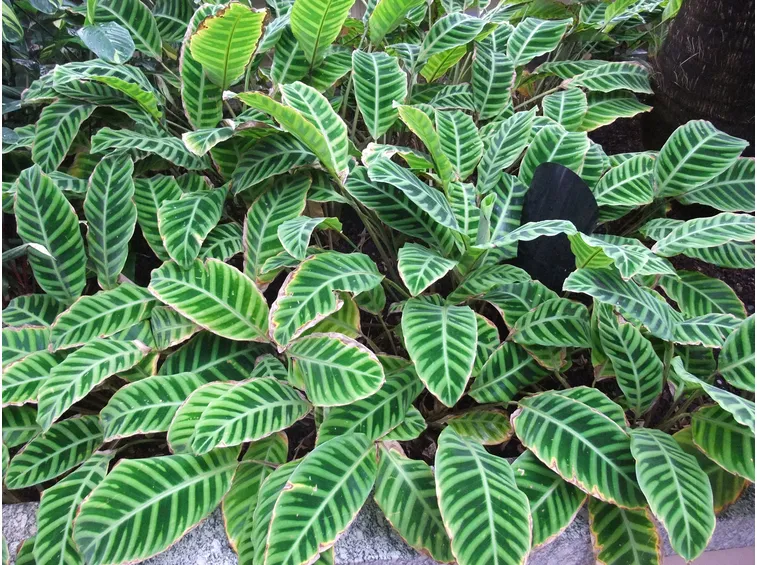 calathea