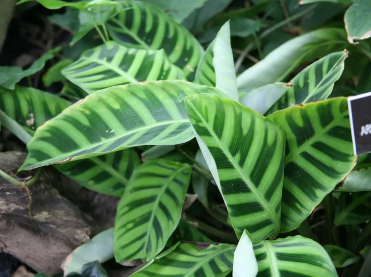 Calathea