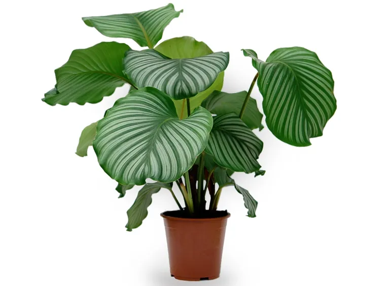 calathea pianta