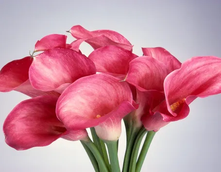 Calla