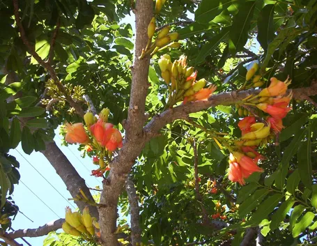 castanospermum