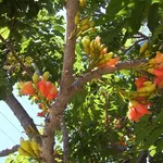 castanospermum