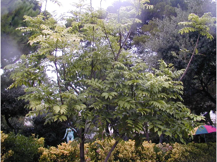 http://www.zimbabweflora.co.zw/speciesdata/images/16/166180-1.jpg