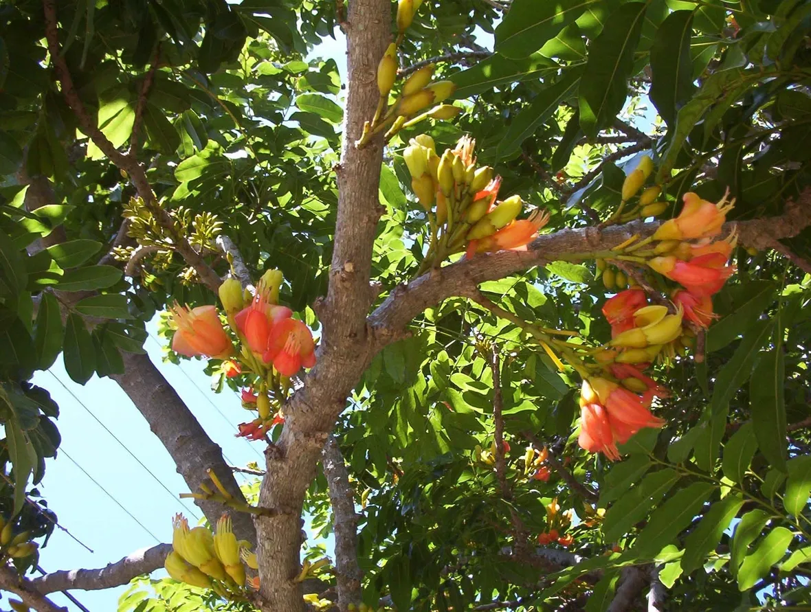 castanospermum