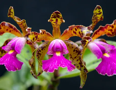 Cattleya