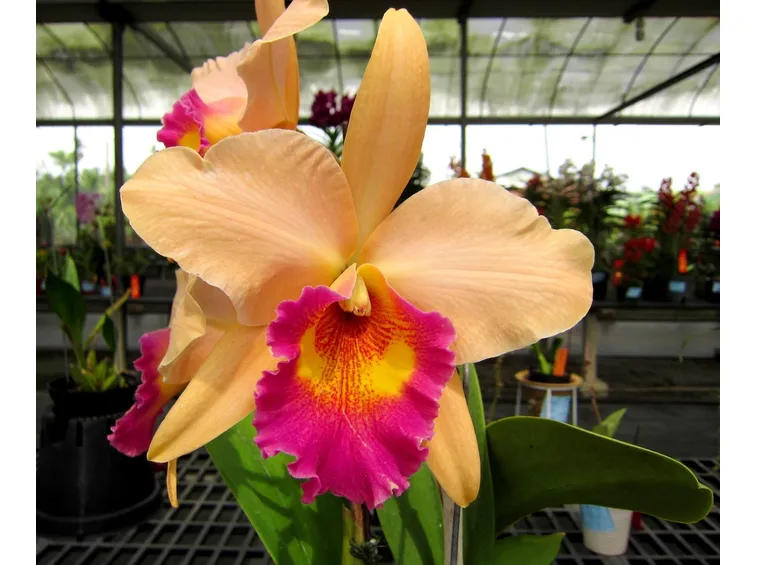fiore Cattleya