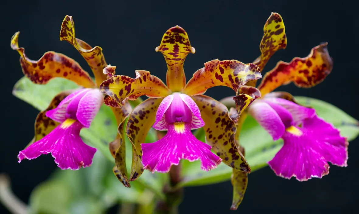 Cattleya