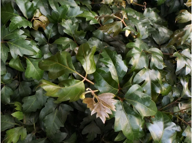 Cissus 
