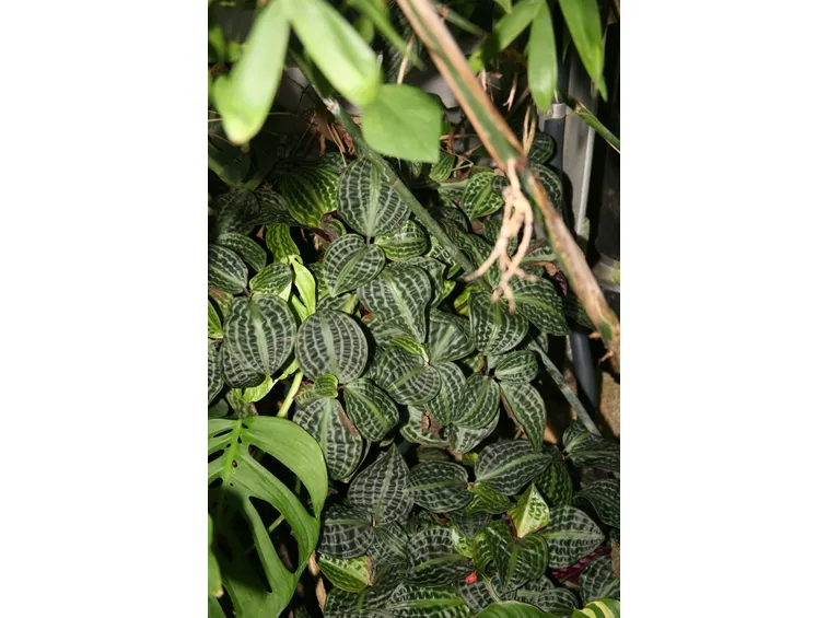 Cissus 