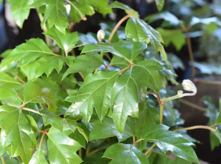 Cissus 