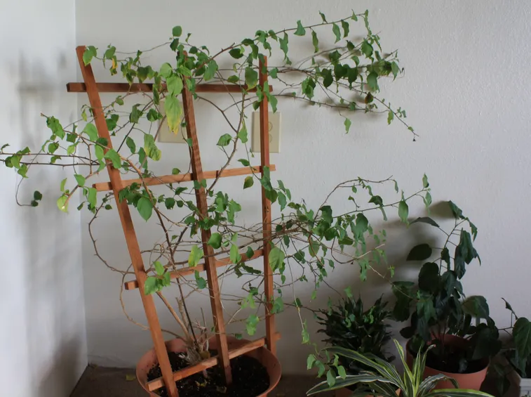 cissus