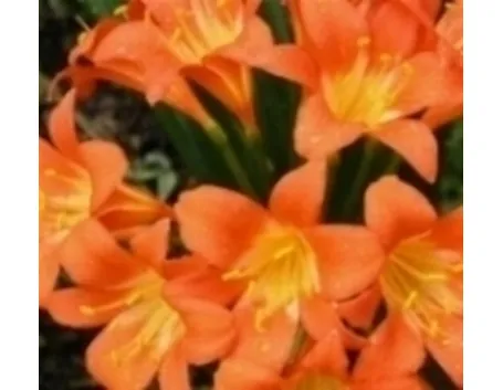 Clivia