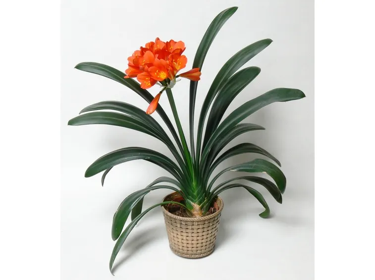 clivia