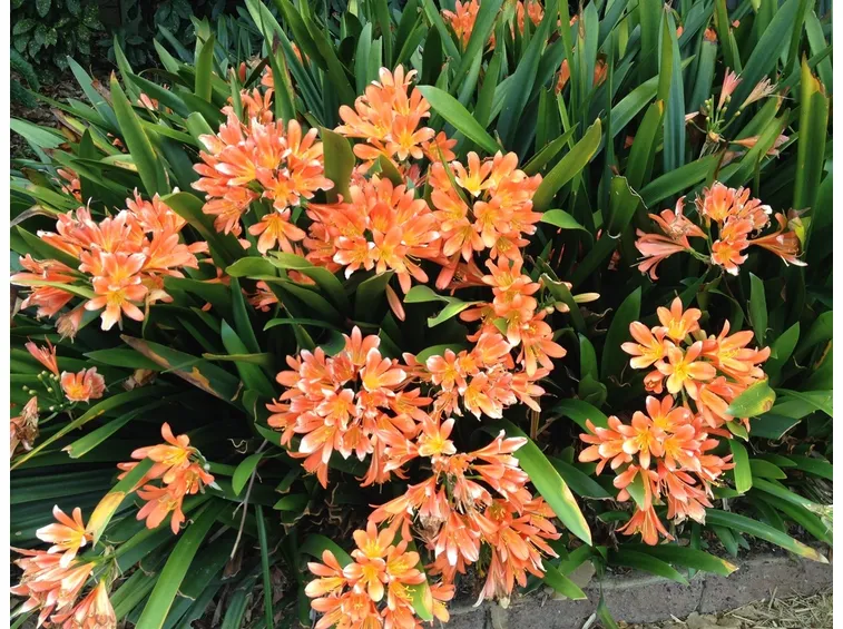 clivia