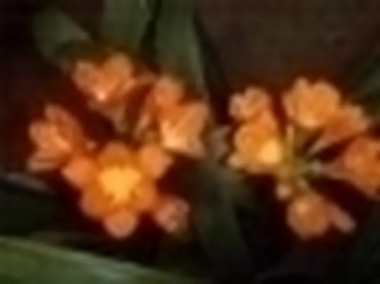 fiori Clivia