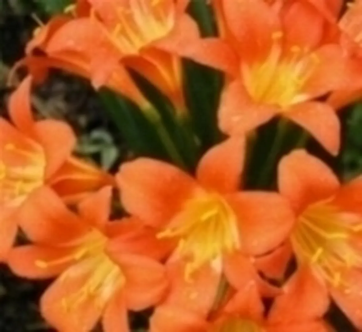 Clivia