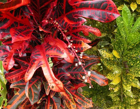 Codiaeum variegatum 