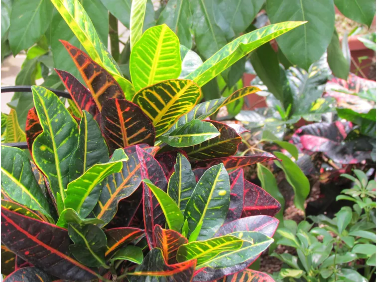esemplare codiaeum variegatum