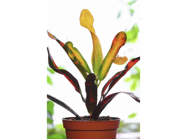 croton