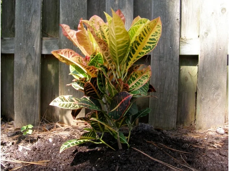 codiaeum
