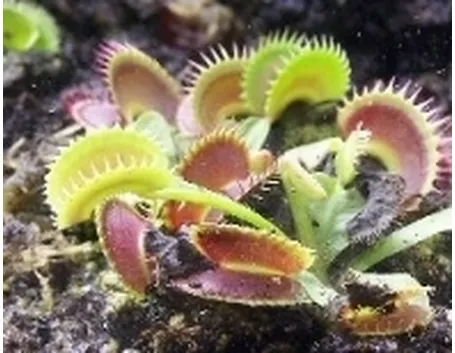 pianta carnivora