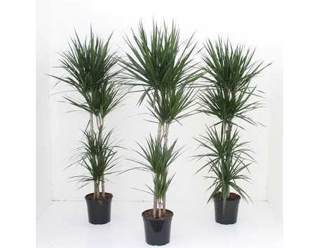 dracena marginata
