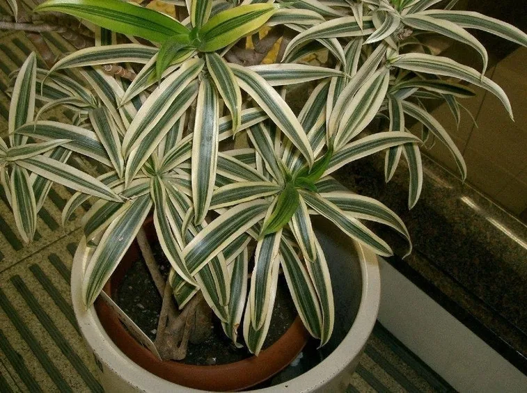 La Pianta di Dracena