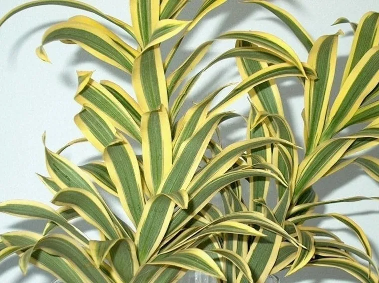 Dracena