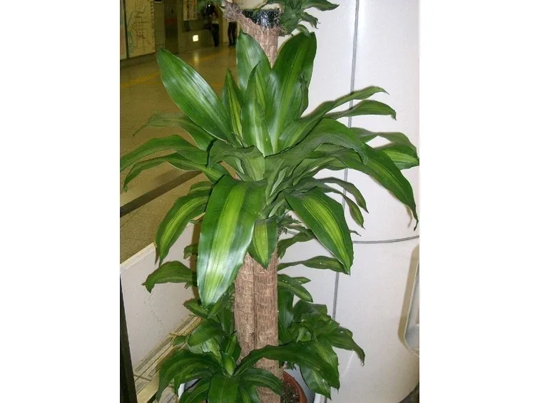 dracena fragrans