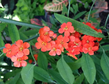 Euphorbia