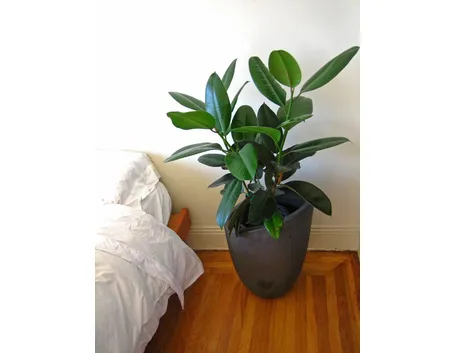 Il ficus elastica 