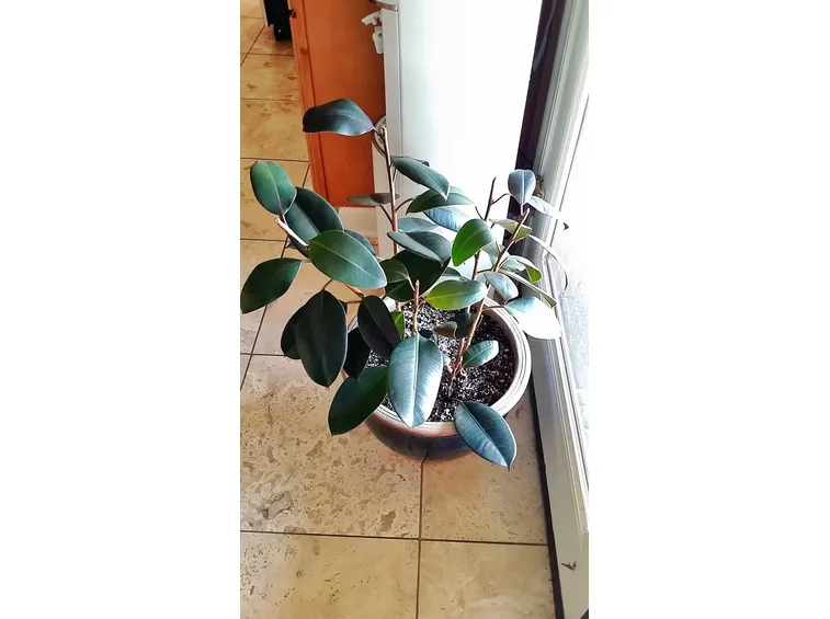 ficus