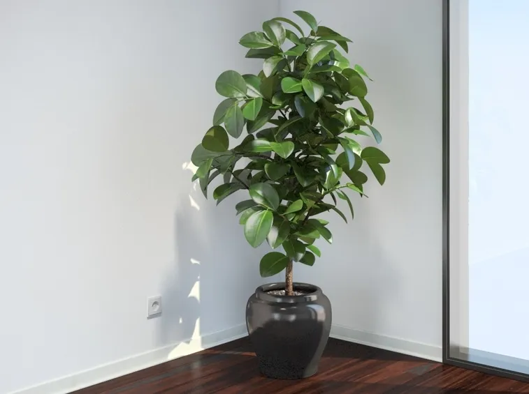 coltivare ficus