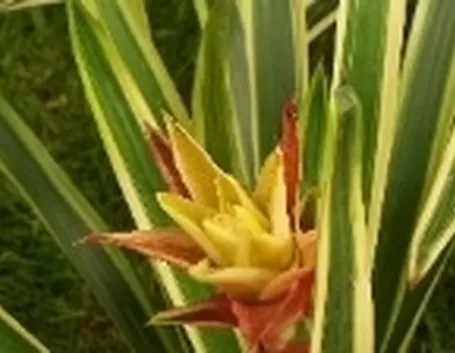 bromelia