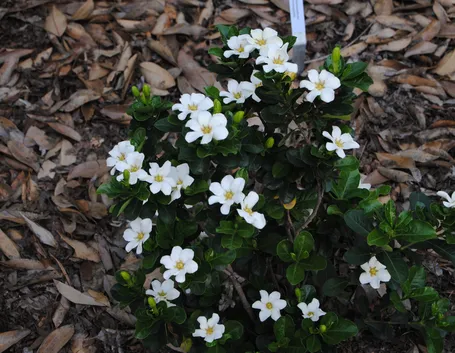 Gardenia  