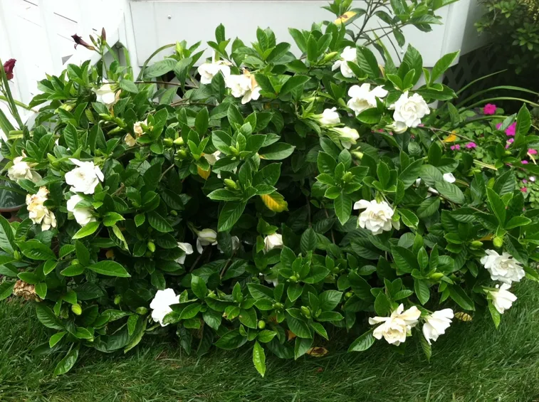 gardenia in terra