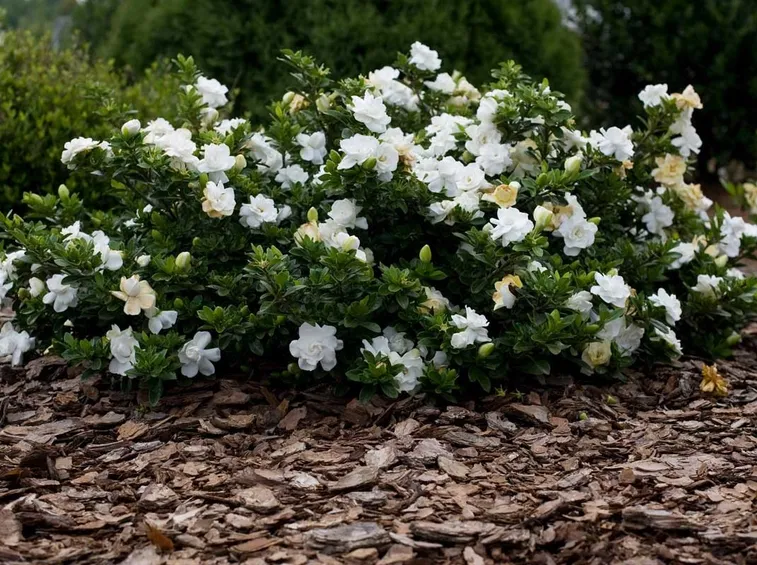 gardenia piena terra
