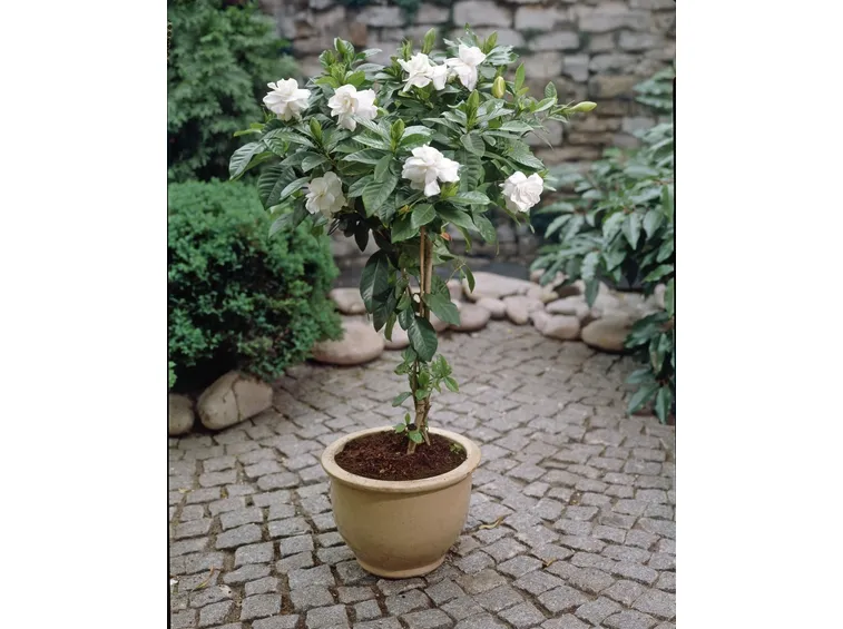 gardenia in vaso