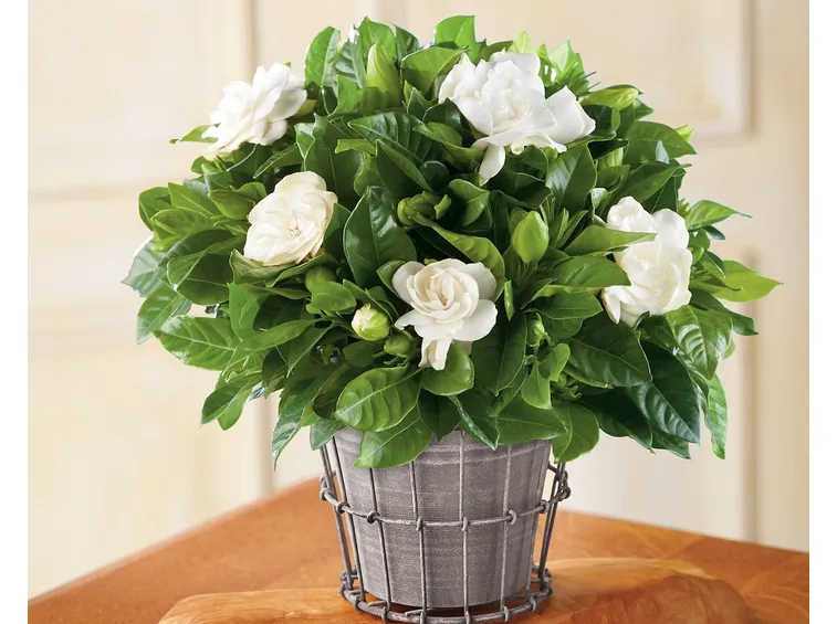 Gardenia  