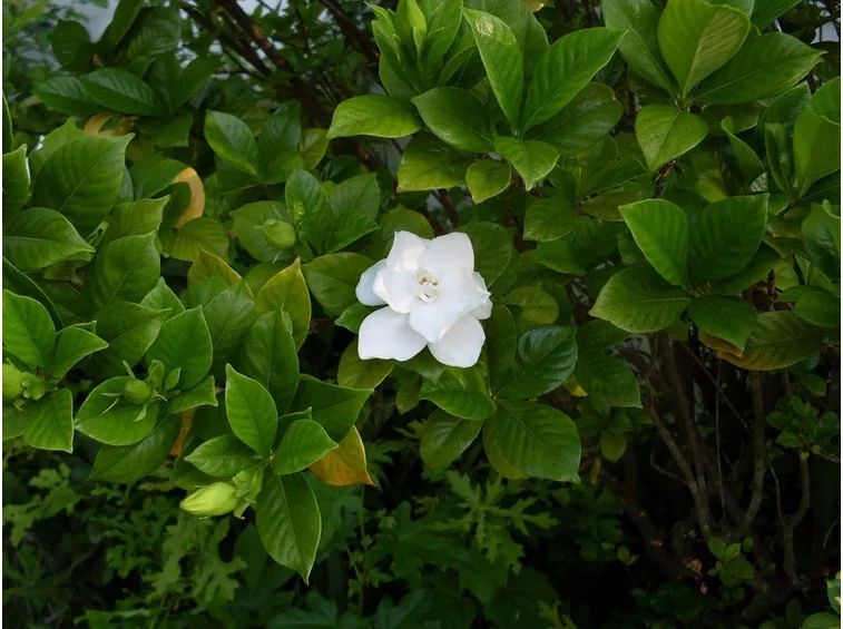 Gardenia  