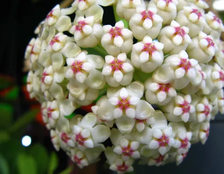Fiore di cera