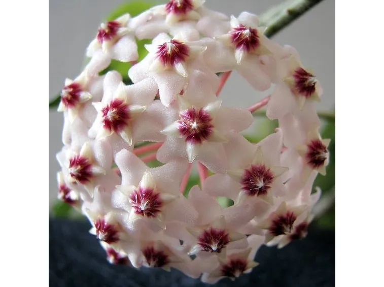 Fiore di cera