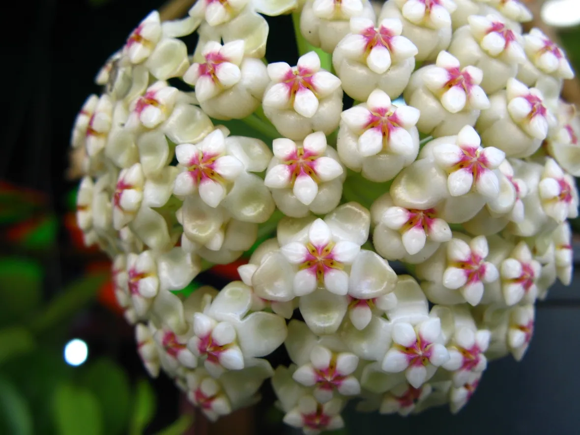 Fiore di cera