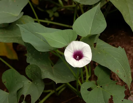Patata americana