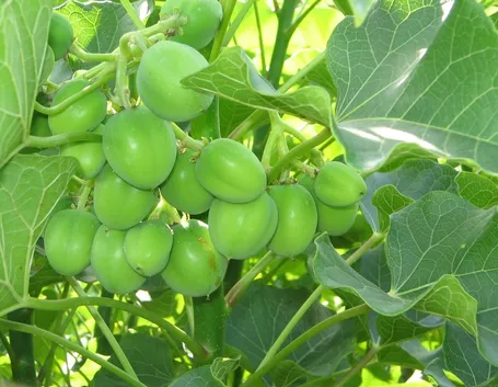 Jatropa  