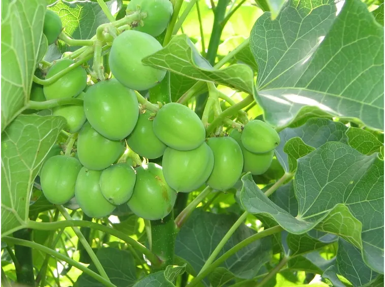 Jatropa  