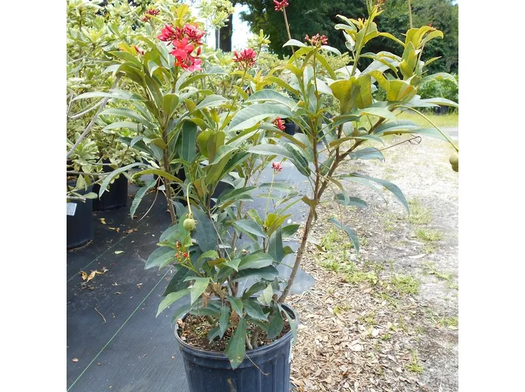 Jatropa  